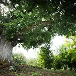 Domaine De Nazere